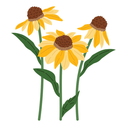 Spellbinders - Wild Coneflowers Dies by Simon Hurley