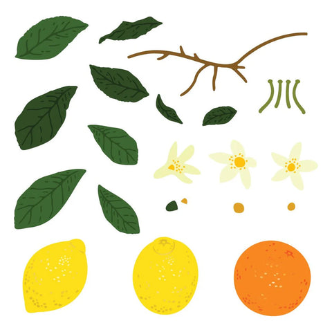 Honey Bee - Lovely Layers - Citrus Dies